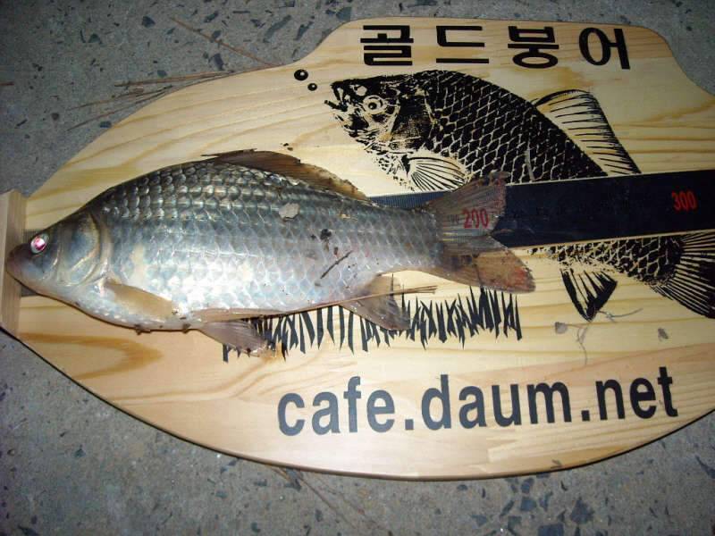 골드붕어 12월 마지막 정출 (조황조행기 - 화보조행기)