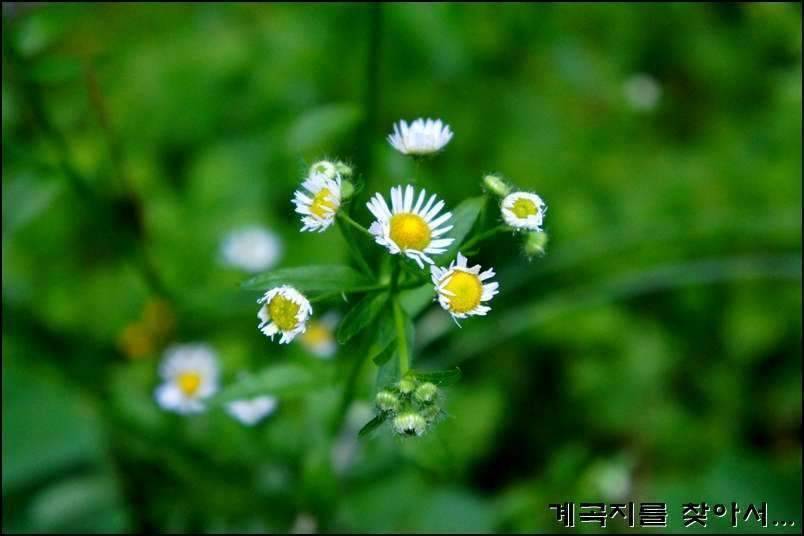 계곡지를 찾아서11회조행기 (조황조행기 - 화보조행기)