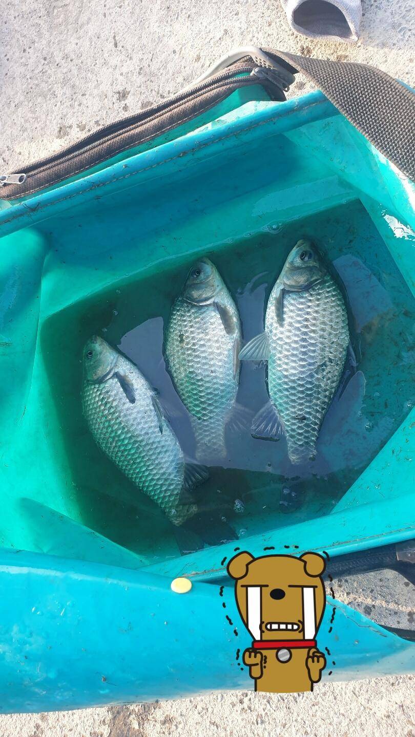 미동없는 찌를 바라보며 (조황조행기 - 화보조행기)