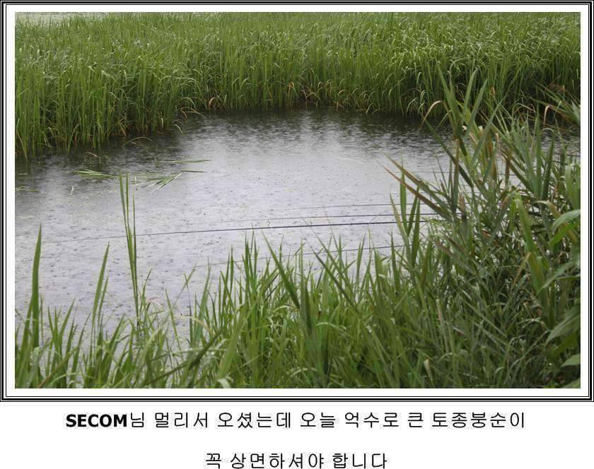 잠못자는 조행97 (조황조행기 - 화보조행기)