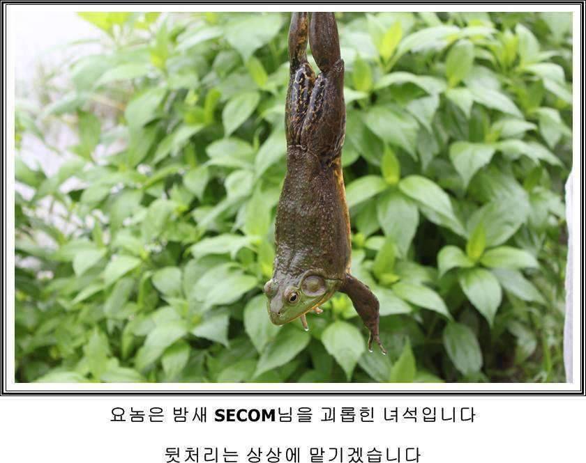 잠못자는 조행97 (조황조행기 - 화보조행기)