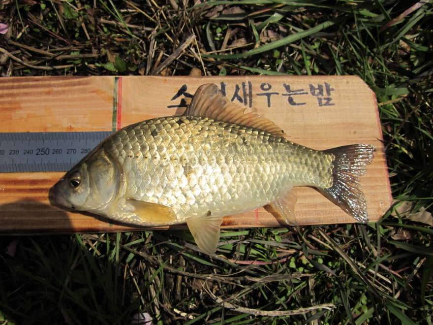 소쩍새의 조행기30복사꽃 소류지 (조황조행기 - 화보조행기)