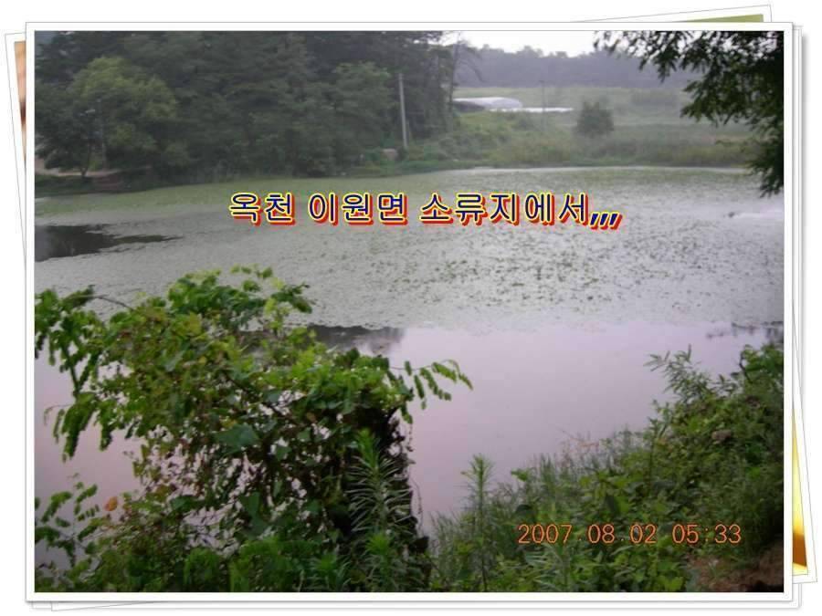 황금 붕어를 만나다 옥천 ☞ 예천 (조황조행기 - 화보조행기)