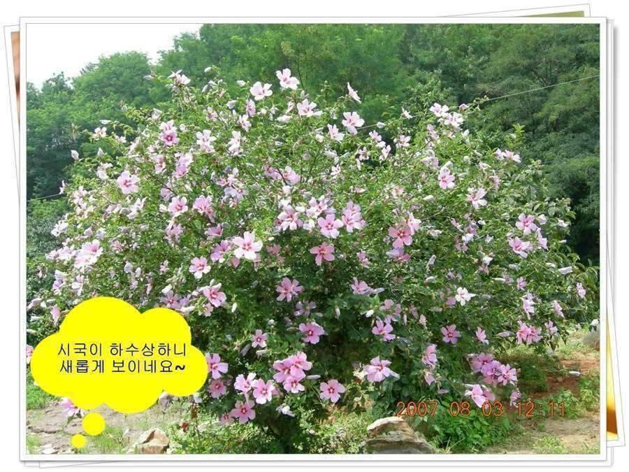 황금 붕어를 만나다 옥천 ☞ 예천 (조황조행기 - 화보조행기)
