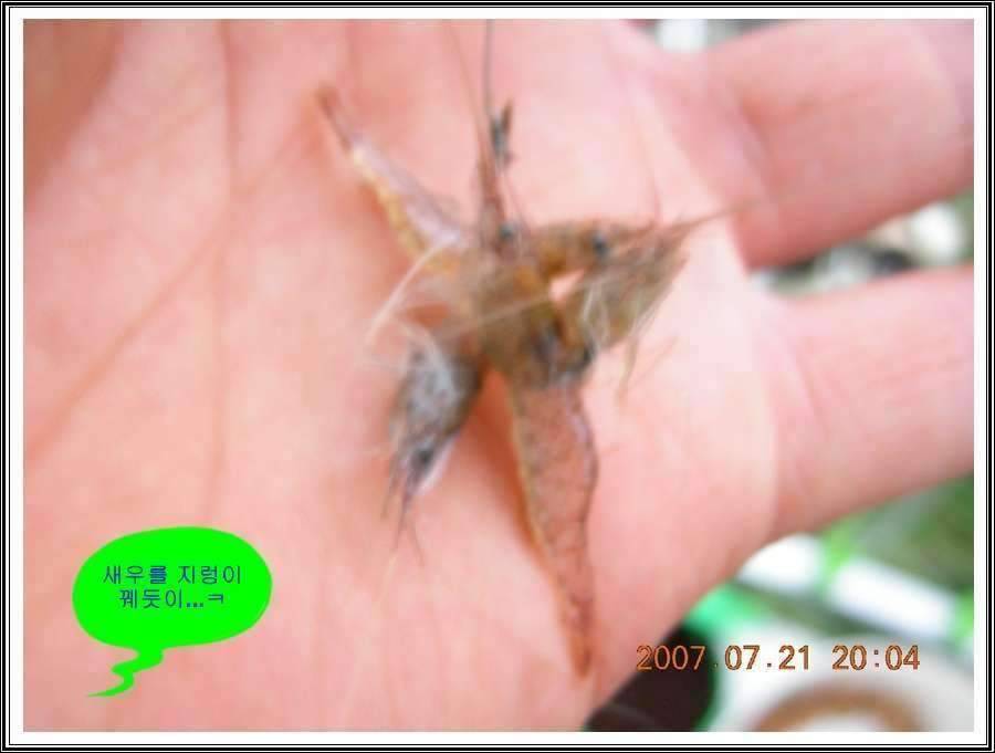 경기도 안성 소류지 (조황조행기 - 화보조행기)