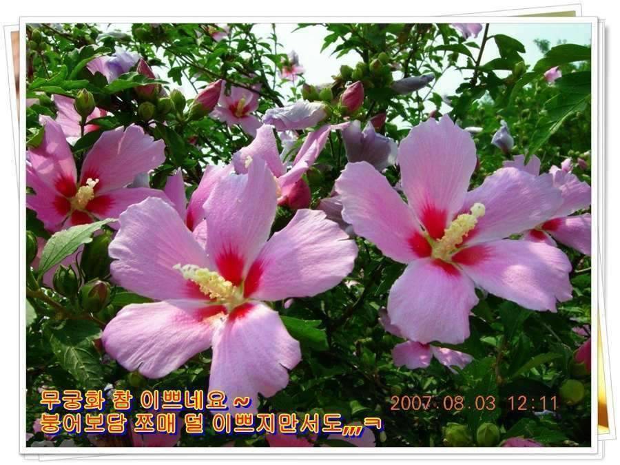 황금 붕어를 만나다 옥천 ☞ 예천 (조황조행기 - 화보조행기)