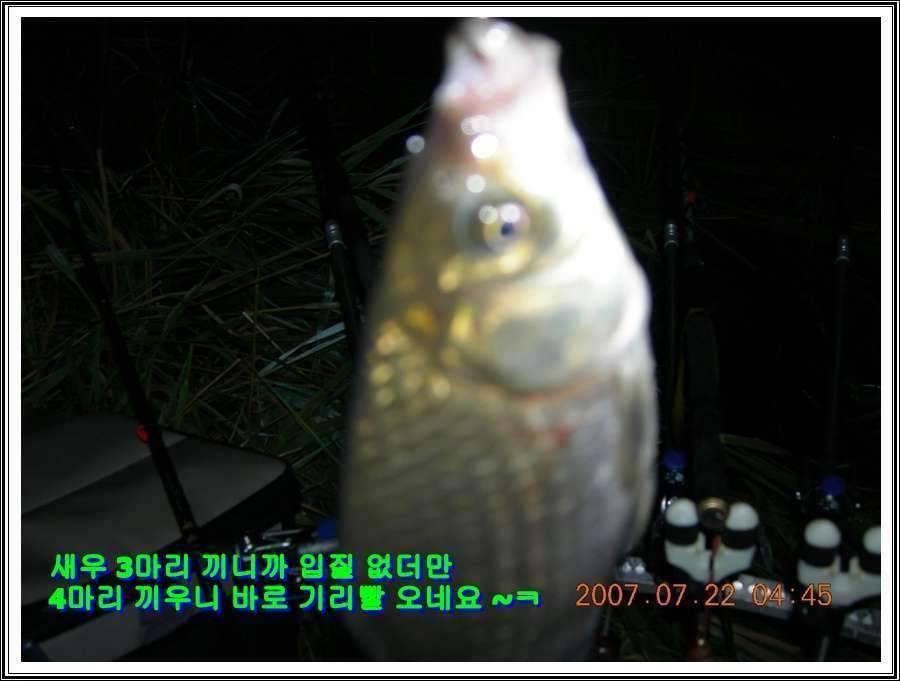 경기도 안성 소류지 (조황조행기 - 화보조행기)