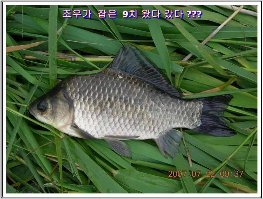 경기도 안성 소류지 (조황조행기 - 화보조행기)
