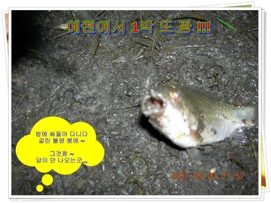 황금 붕어를 만나다 옥천 ☞ 예천 (조황조행기 - 화보조행기)