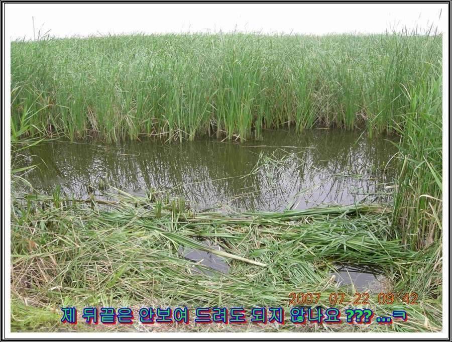경기도 안성 소류지 (조황조행기 - 화보조행기)
