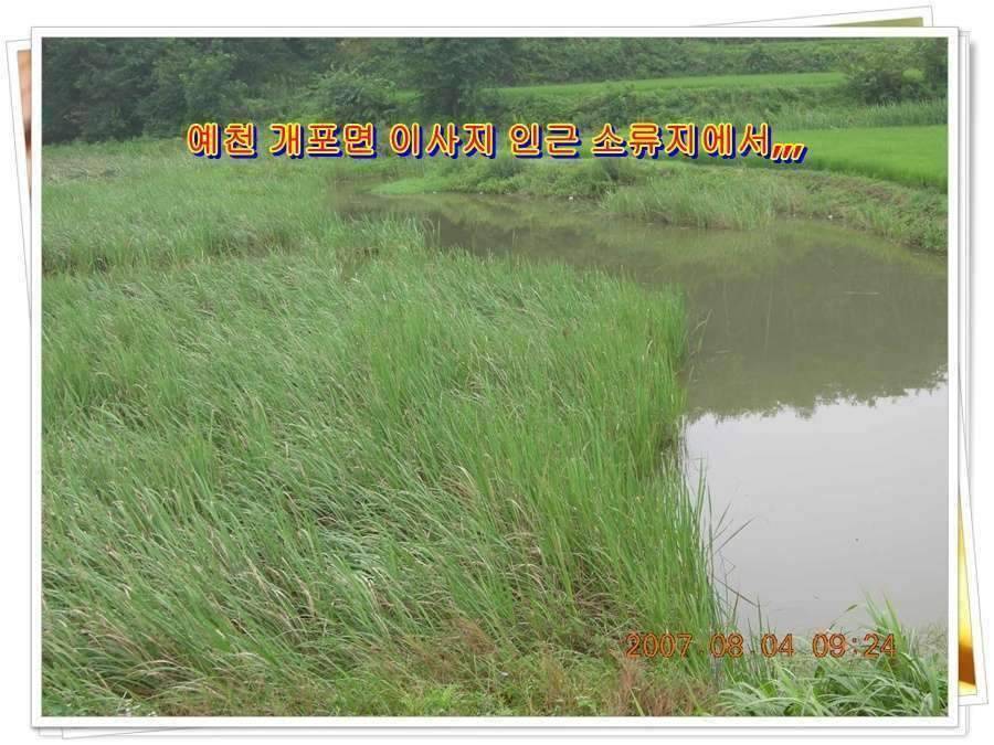황금 붕어를 만나다 옥천 ☞ 예천 (조황조행기 - 화보조행기)