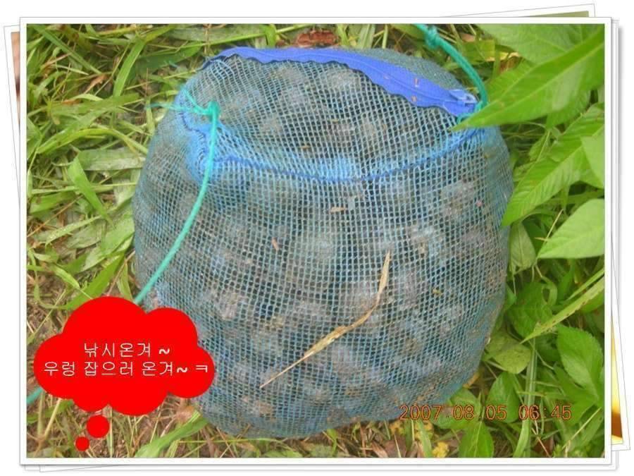 황금 붕어를 만나다 옥천 ☞ 예천 (조황조행기 - 화보조행기)