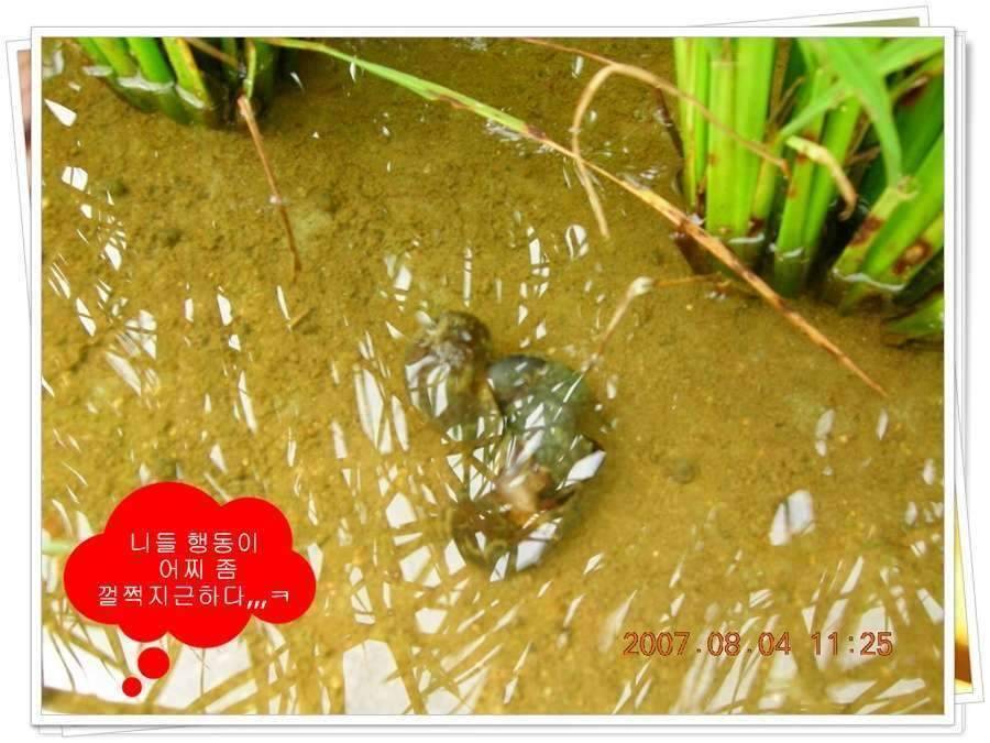 황금 붕어를 만나다 옥천 ☞ 예천 (조황조행기 - 화보조행기)