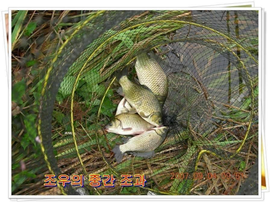 황금 붕어를 만나다 옥천 ☞ 예천 (조황조행기 - 화보조행기)