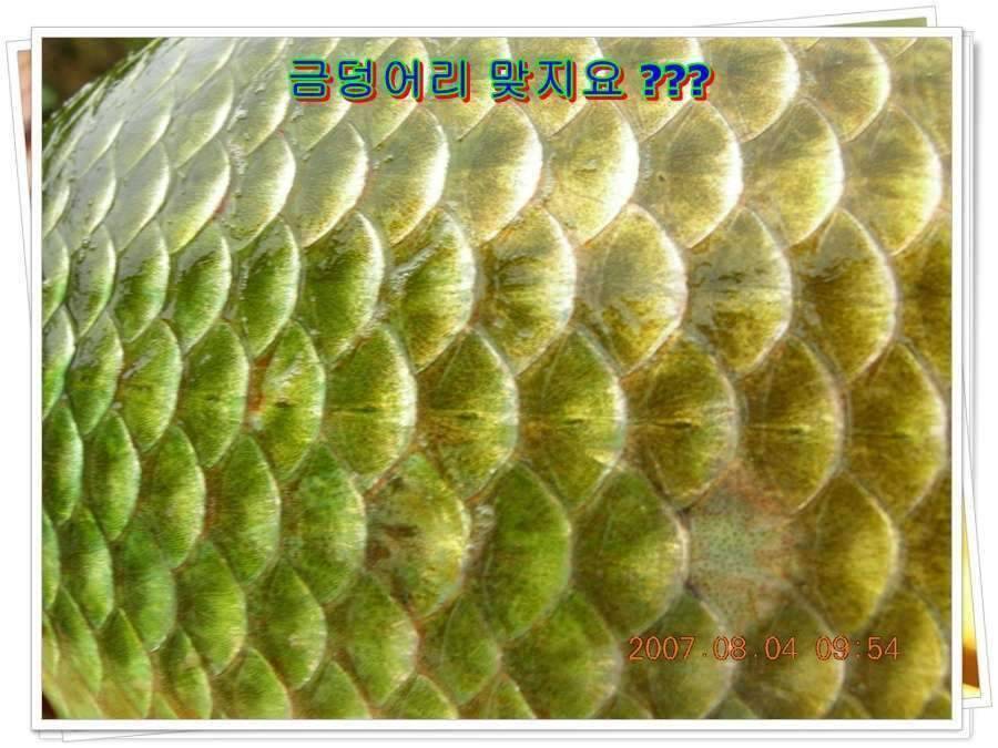 황금 붕어를 만나다 옥천 ☞ 예천 (조황조행기 - 화보조행기)