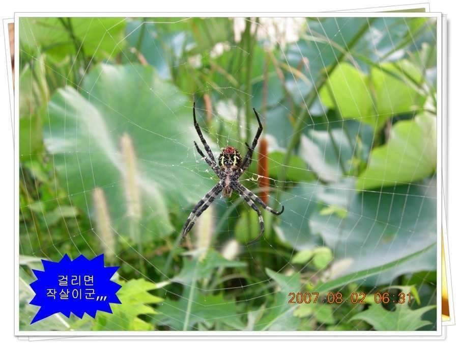 황금 붕어를 만나다 옥천 ☞ 예천 (조황조행기 - 화보조행기)