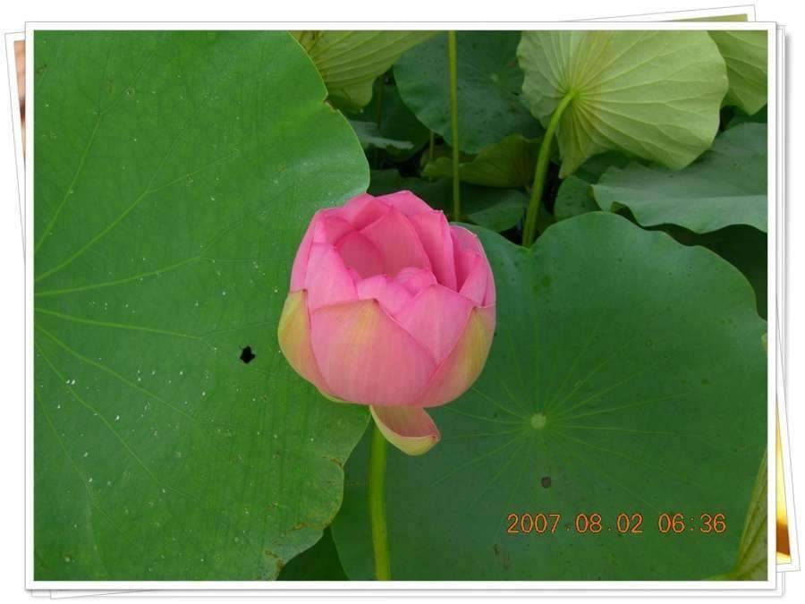 황금 붕어를 만나다 옥천 ☞ 예천 (조황조행기 - 화보조행기)