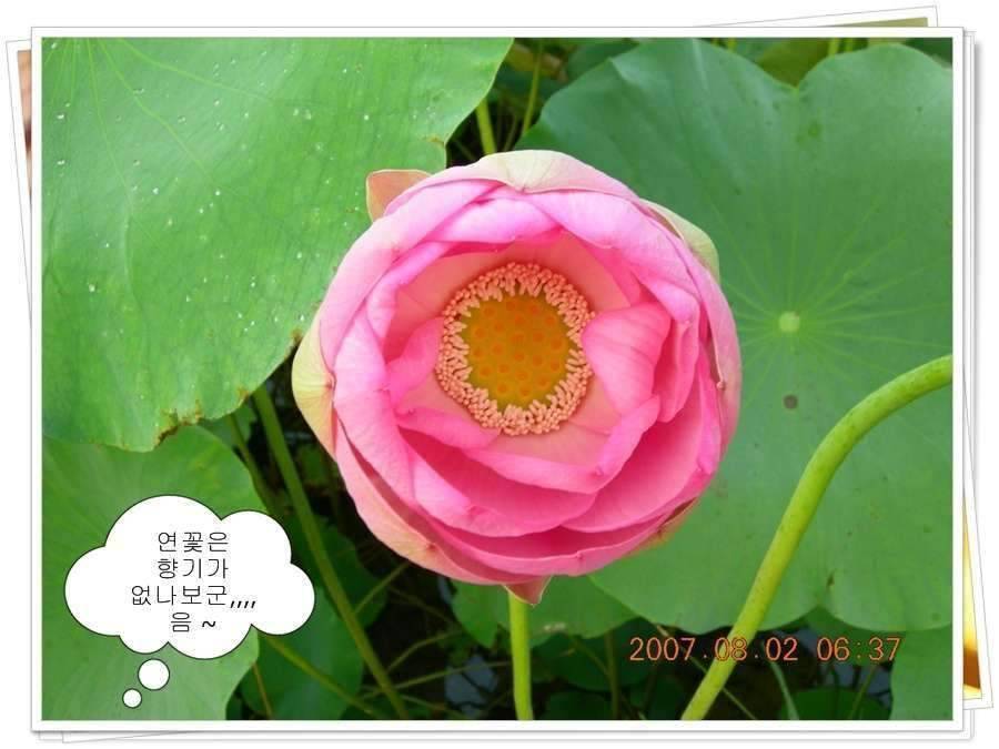 황금 붕어를 만나다 옥천 ☞ 예천 (조황조행기 - 화보조행기)