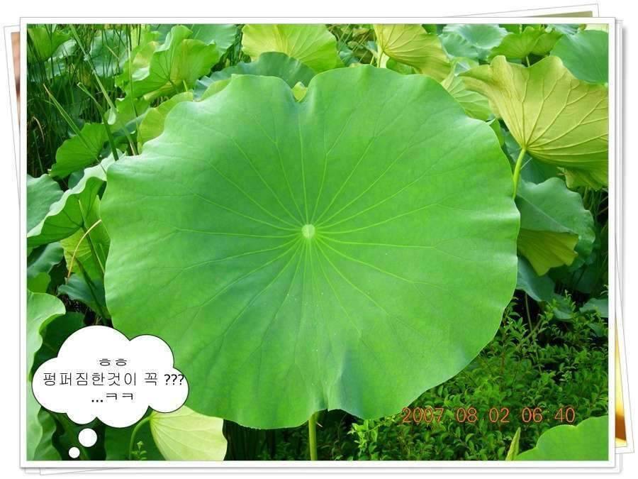 황금 붕어를 만나다 옥천 ☞ 예천 (조황조행기 - 화보조행기)