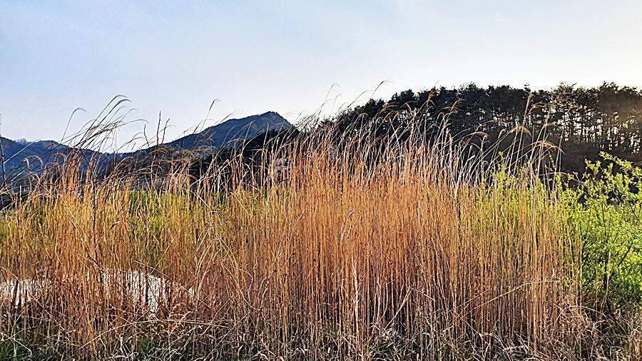 경북상주권 (조황조행기 - 화보조행기)