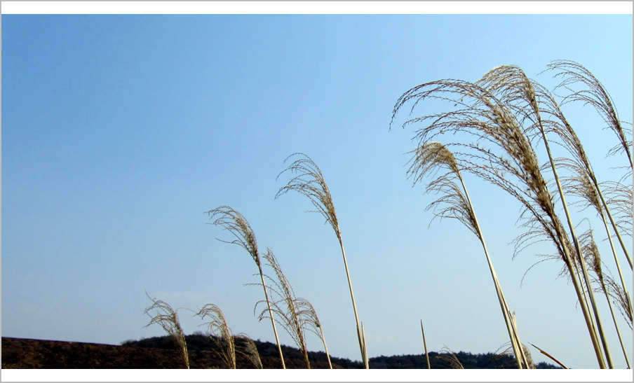 모처럼의 조행 1156 (조황조행기 - 화보조행기)