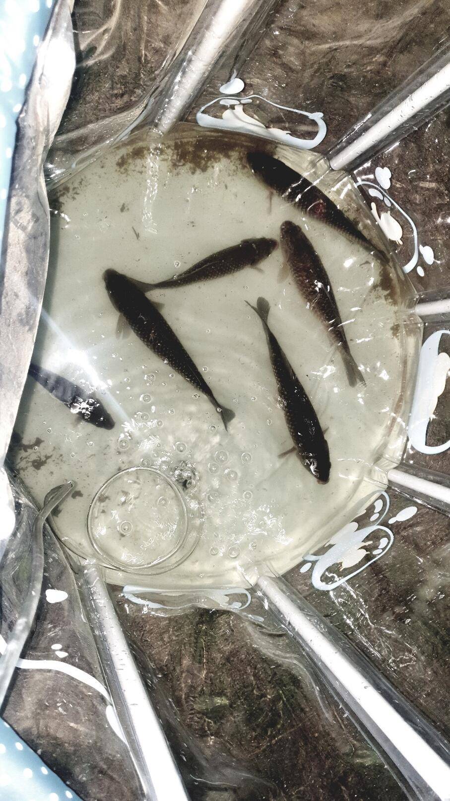 대물 밤낚시대회 (조황조행기 - 화보조행기)