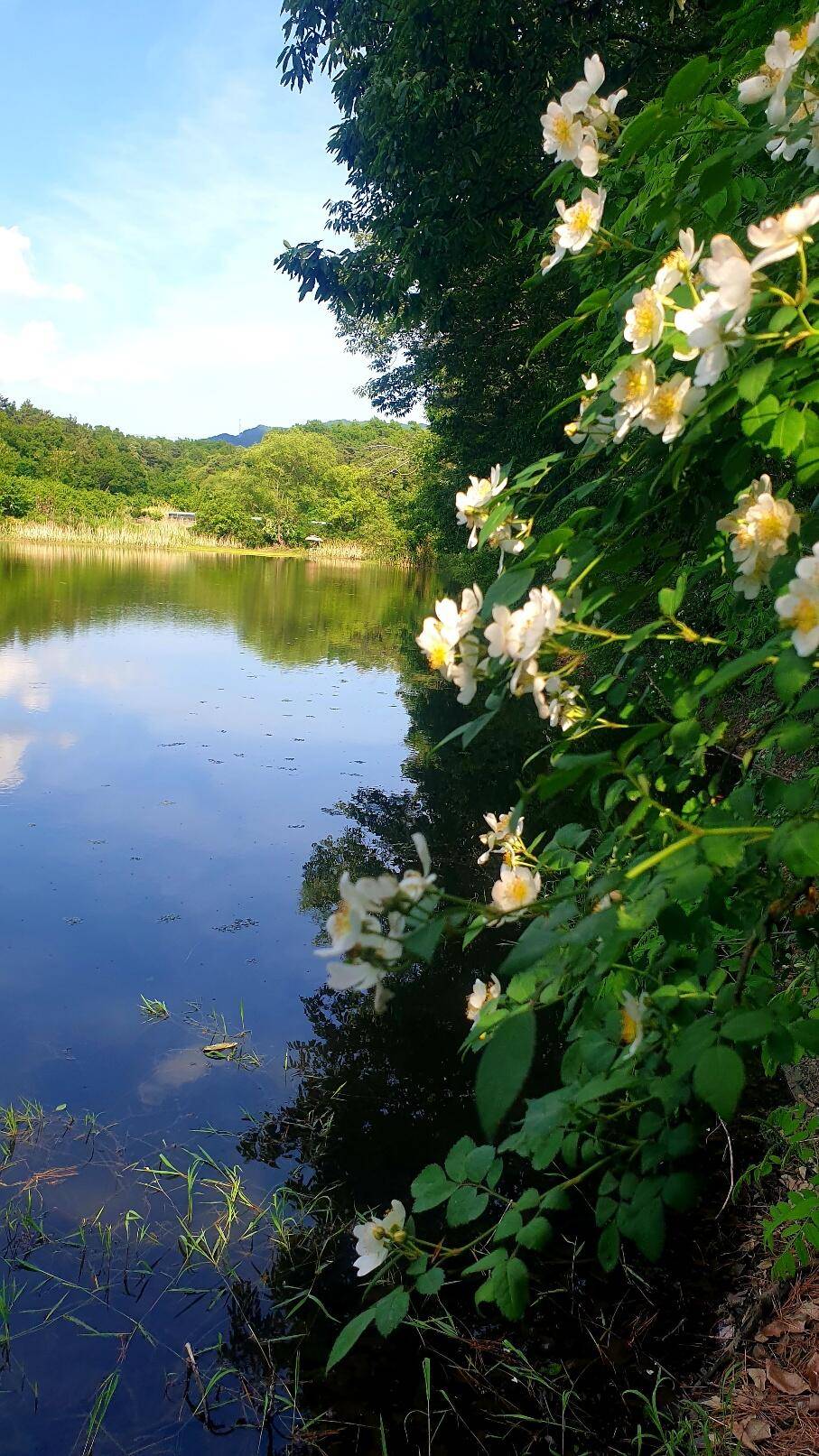 노지 조행기 시즌7화 (조황조행기 - 화보조행기)