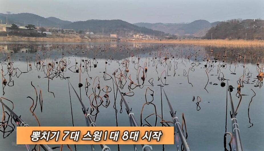 연밭 뽕치기 월척붕어들 (조황조행기 - 화보조행기)