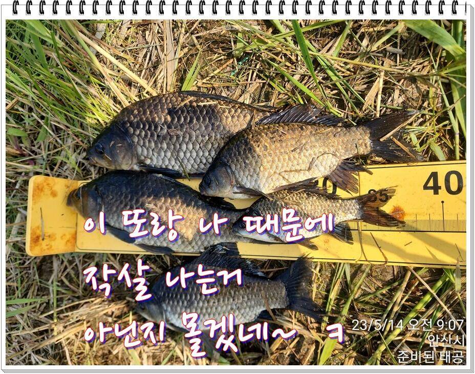 논 또랑 낚시 (조황조행기 - 화보조행기)