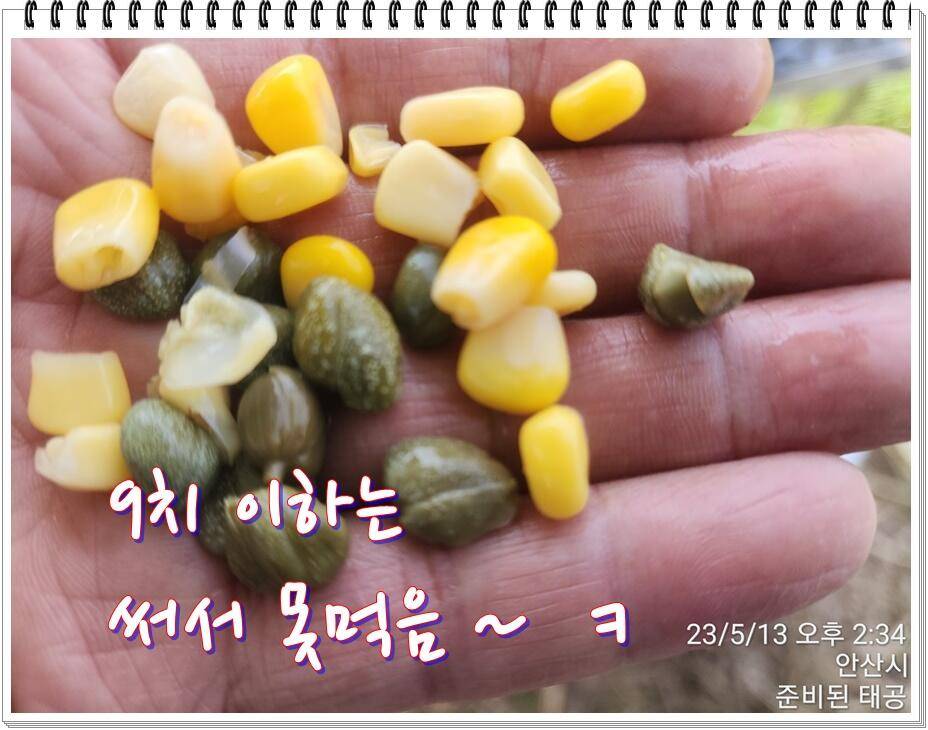논 또랑 낚시 (조황조행기 - 화보조행기)