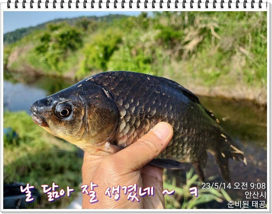 논 또랑 낚시 (조황조행기 - 화보조행기)