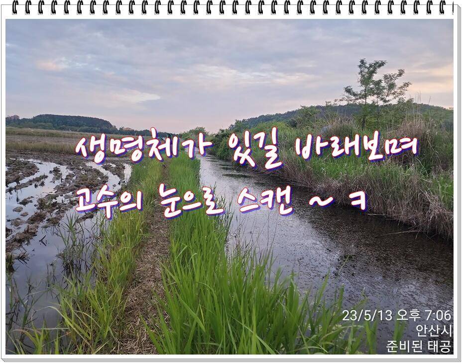 논 또랑 낚시 (조황조행기 - 화보조행기)