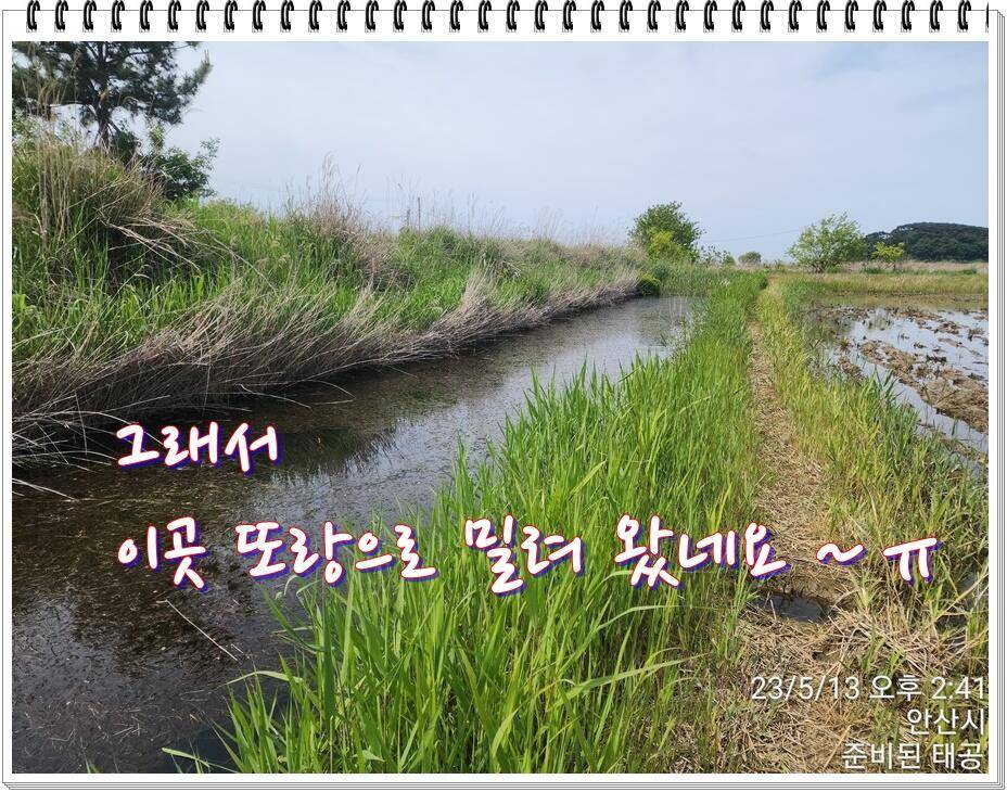 논 또랑 낚시 (조황조행기 - 화보조행기)