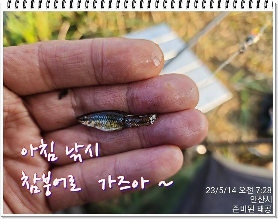 논 또랑 낚시 (조황조행기 - 화보조행기)
