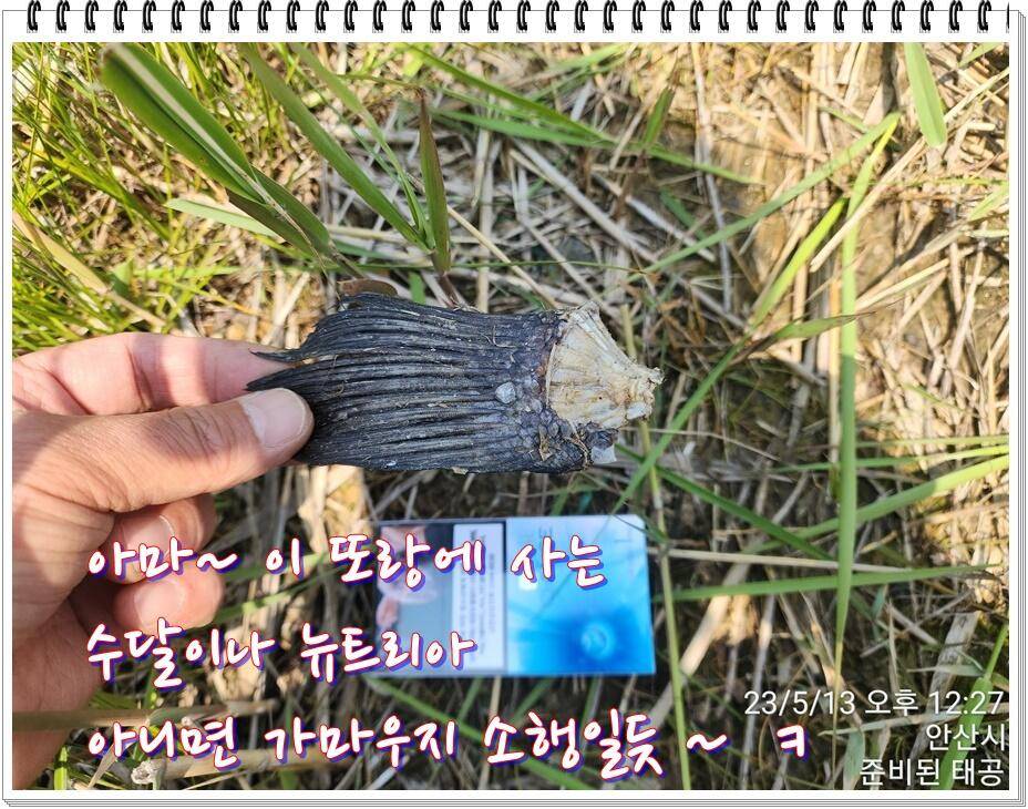 논 또랑 낚시 (조황조행기 - 화보조행기)