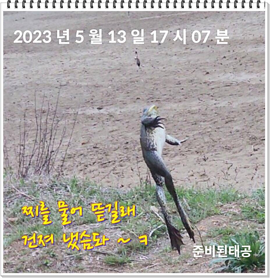 논 또랑 낚시 (조황조행기 - 화보조행기)