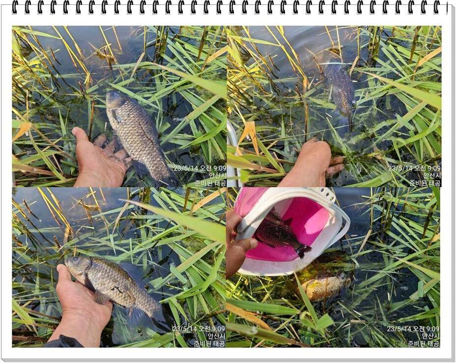 논 또랑 낚시 (조황조행기 - 화보조행기)