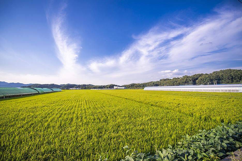 충주 짱가네낚시터 탄금호 보트낚시 (조황조행기 - 화보조행기)
