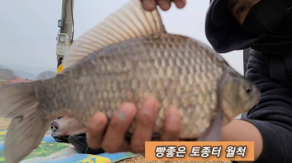 연밭 뽕치기 월척붕어들 (조황조행기 - 화보조행기)