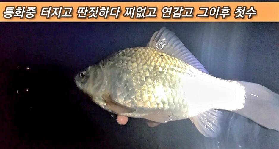 연밭 뽕치기 월척붕어들 (조황조행기 - 화보조행기)