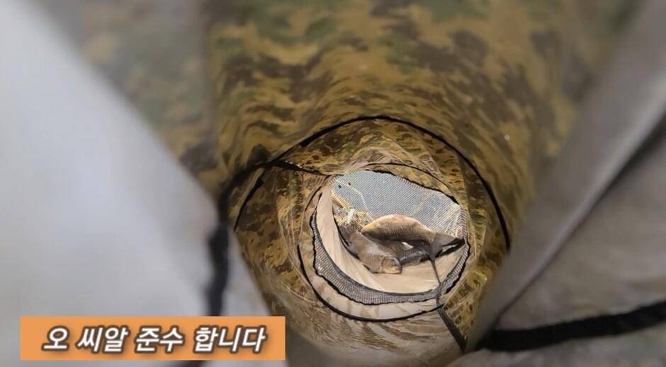연밭 뽕치기 월척붕어들 (조황조행기 - 화보조행기)