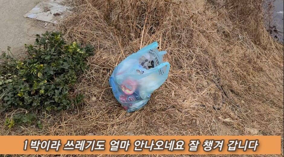 연밭 뽕치기 월척붕어들 (조황조행기 - 화보조행기)