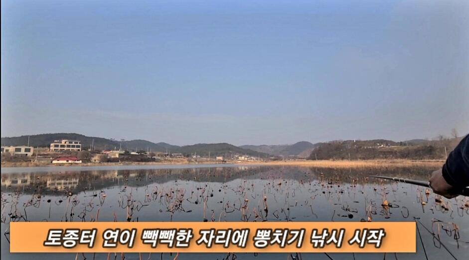 연밭 뽕치기 월척붕어들 (조황조행기 - 화보조행기)