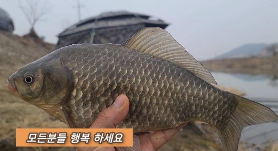 연밭 뽕치기 월척붕어들 (조황조행기 - 화보조행기)