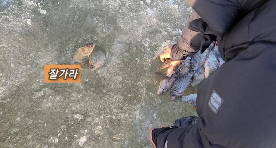 얼음낚시 준월척 마릿수 (조황조행기 - 화보조행기)