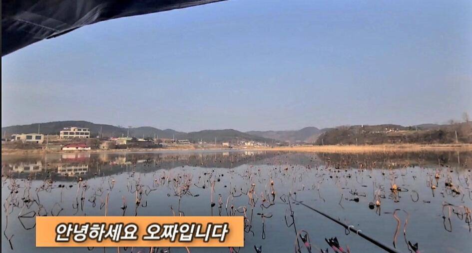 연밭 뽕치기 월척붕어들 (조황조행기 - 화보조행기)
