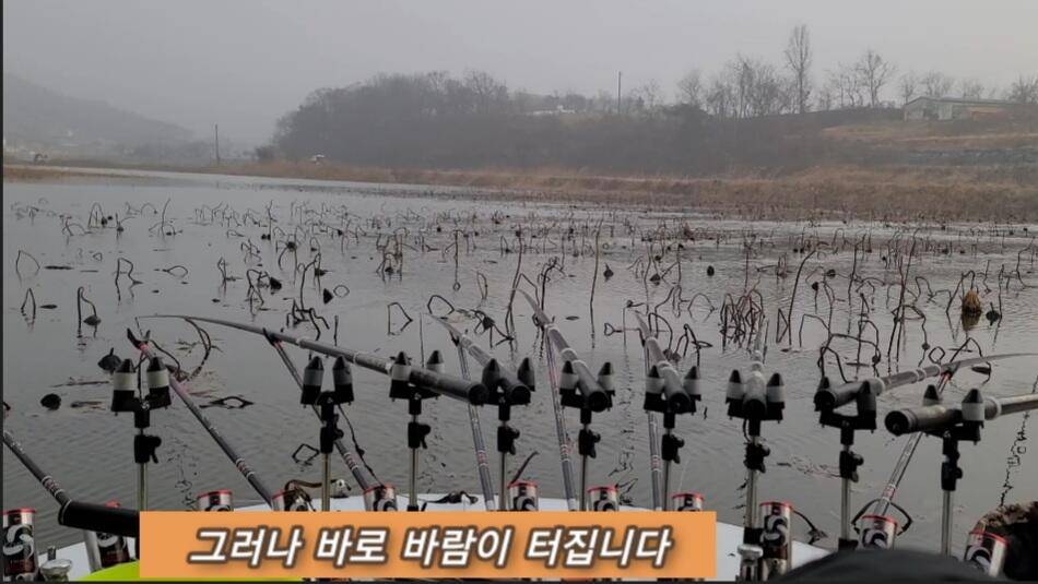 연밭 뽕치기 월척붕어들 (조황조행기 - 화보조행기)