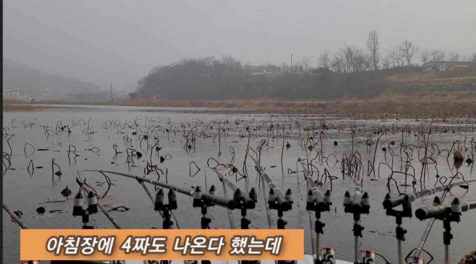 연밭 뽕치기 월척붕어들 (조황조행기 - 화보조행기)