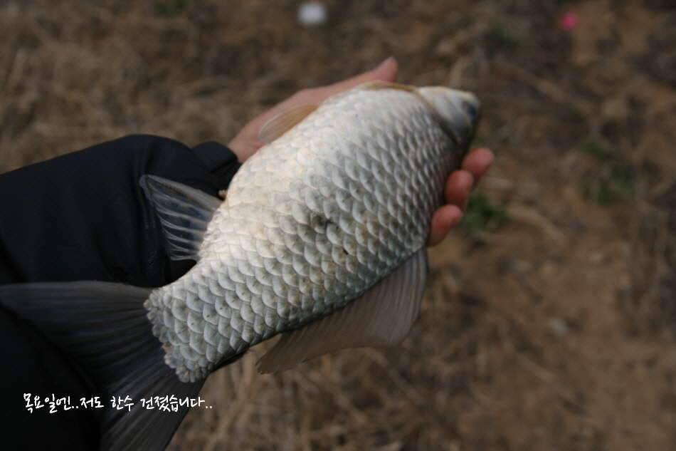 고복저수지 봄이 왔습니다 (조황조행기 - 화보조행기)