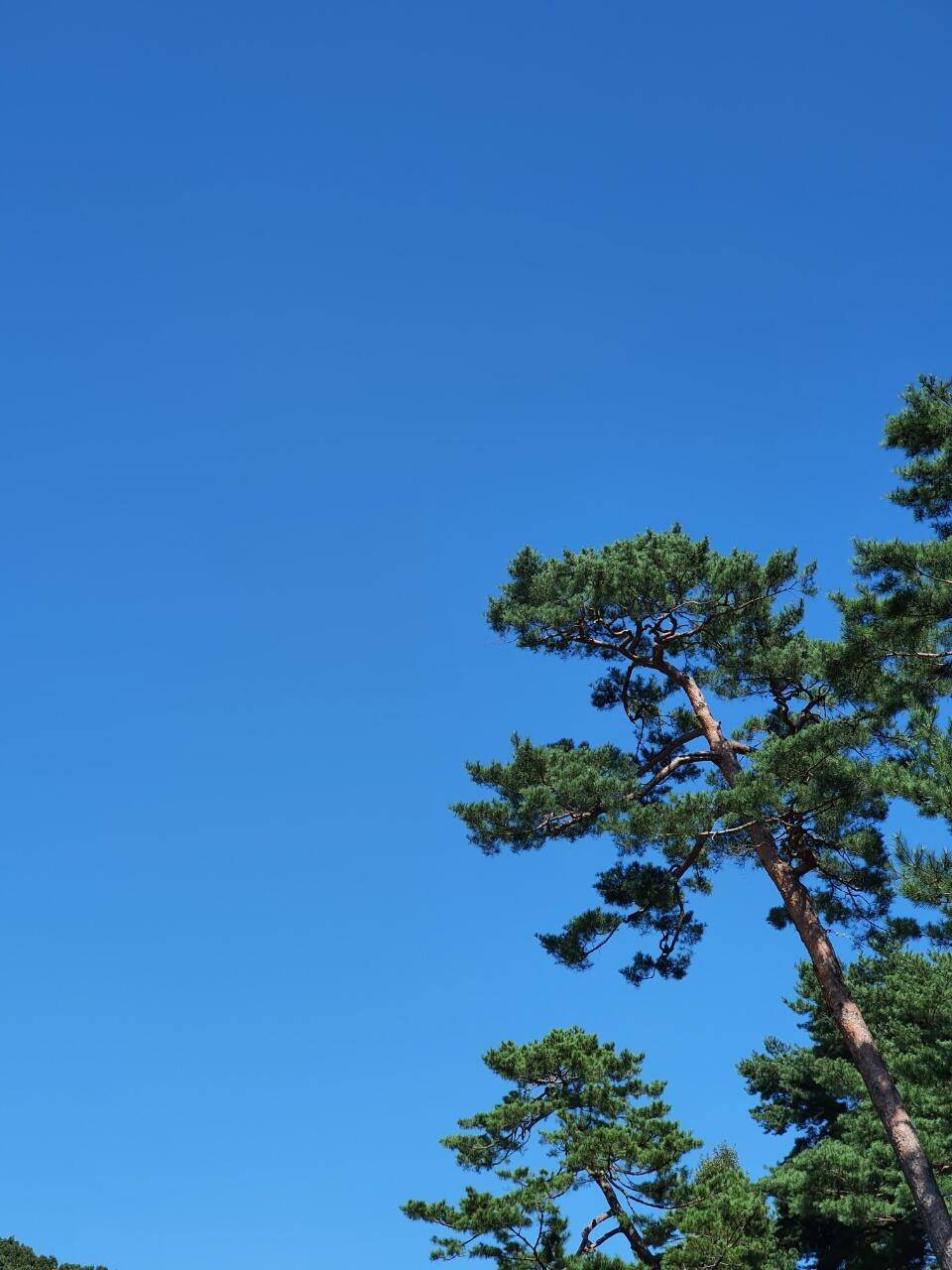 미리다녀온 가을포인트 (조황조행기 - 화보조행기)